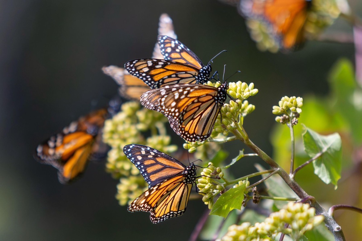 Mariposas Monarca posadas en flores, mostrando sus alas naranjas y negras en un entorno natural.