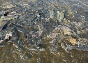 Acuacultura en Jalisco: Cuatro centros clave certificados para la producción de peces en la región.