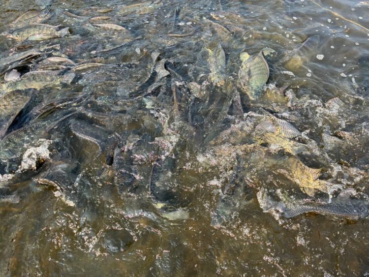Acuacultura en Jalisco: Cuatro centros clave certificados para la producción de peces en la región.