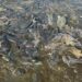 Acuacultura en Jalisco: Cuatro centros clave certificados para la producción de peces en la región.