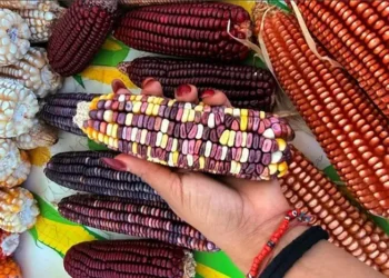 Mazorcas de maíz en diferentes colores y tamaños, exhibidas en una mano, resaltando la variedad genética protegida por Sembra.