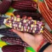 Mazorcas de maíz en diferentes colores y tamaños, exhibidas en una mano, resaltando la variedad genética protegida por Sembra.