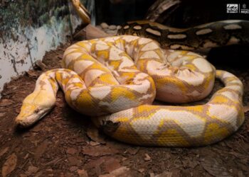 Serpiente de 5 metros en zoológico de Morelia, exhibida en un entorno de tierra y madera, con una coloración amarilla y marró.
