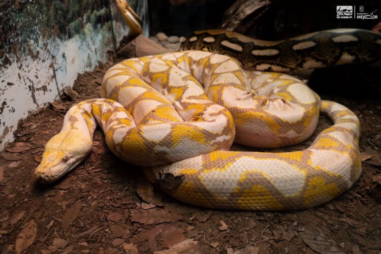 Serpiente de 5 metros en zoológico de Morelia, exhibida en un entorno de tierra y madera, con una coloración amarilla y marró.