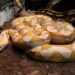 Serpiente de 5 metros en zoológico de Morelia, exhibida en un entorno de tierra y madera, con una coloración amarilla y marró.