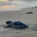 Tortuga marina en la arena de una playa de Michoacán, con el cielo nublado y el sol ocultándose en el horizonte, lista para s.