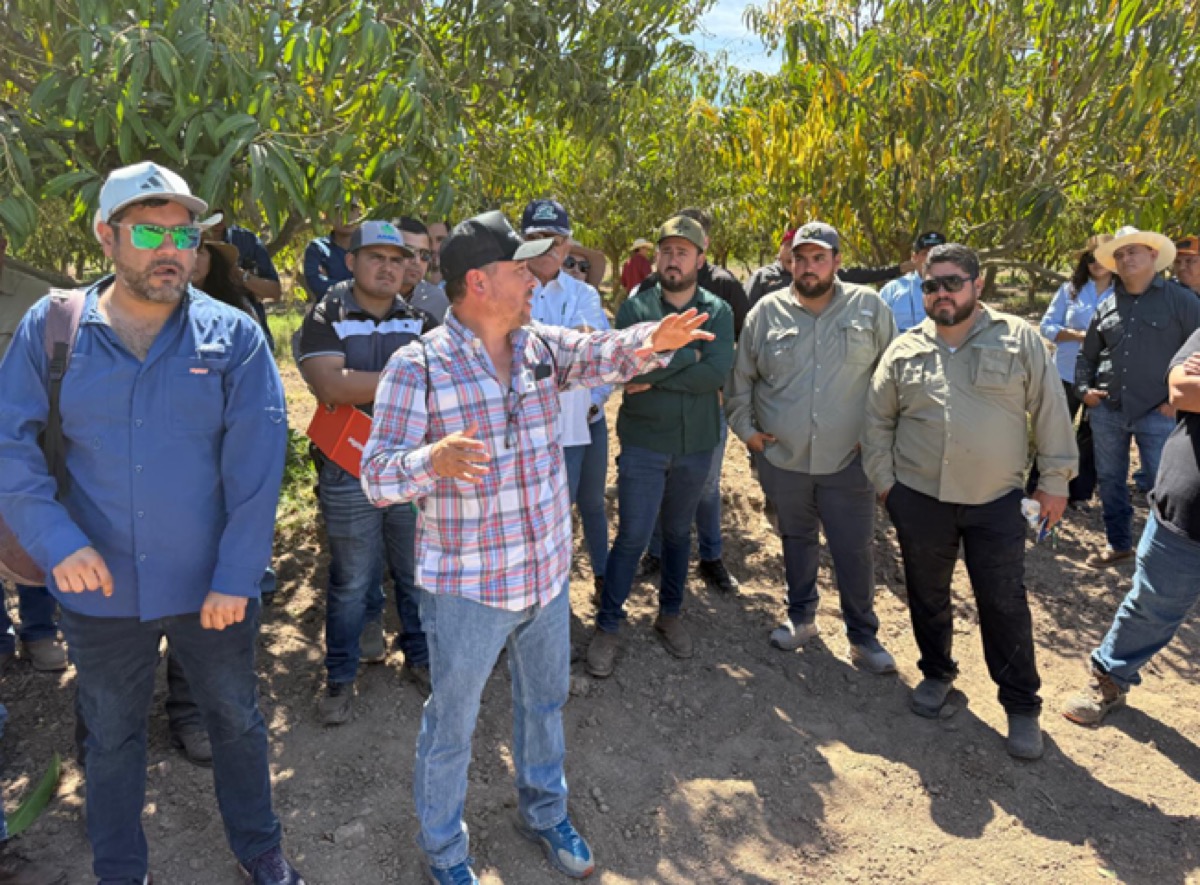 Amplia discusión técnica y comercial en Los Mochis sobre el cultivo de mango en México.