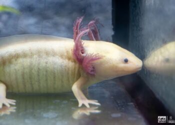 Ajolote mexicano en exhibición en el zoológico de Morelia, listo para su participación en foro científico en Estados Unidos.