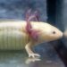 Ajolote mexicano en exhibición en el zoológico de Morelia, listo para su participación en foro científico en Estados Unidos.