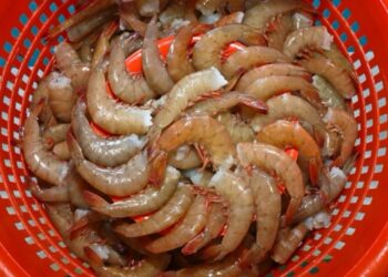 Camarones frescos en un colador rojo, listos para la venta o consumo en aguas mexicanas.