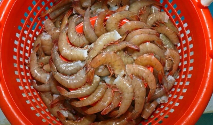 Camarones frescos en un colador rojo, listos para la venta o consumo en aguas mexicanas.