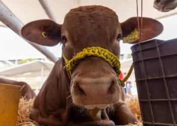 Vaca joven con collar amarillo en exposición agrícola en Michoacán, mostrando su rostro en primer plano.