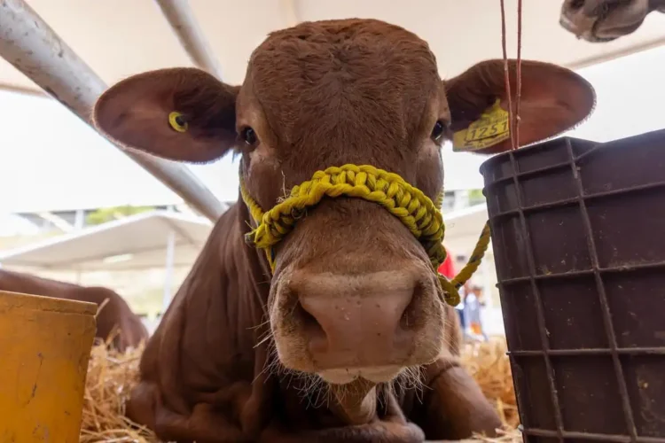 Vaca joven con collar amarillo en exposición agrícola en Michoacán, mostrando su rostro en primer plano.