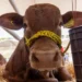 Vaca joven con collar amarillo en exposición agrícola en Michoacán, mostrando su rostro en primer plano.