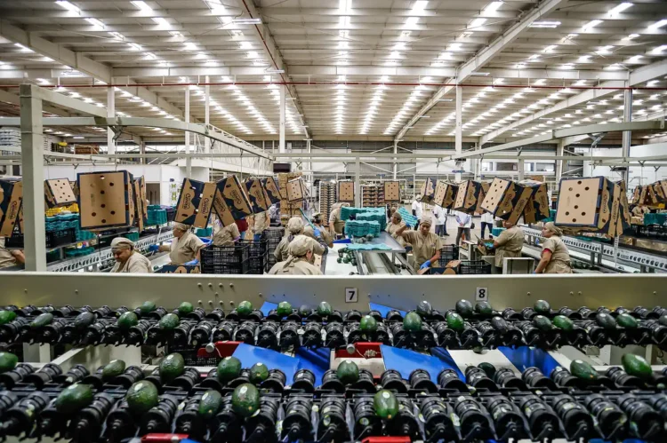 Trabajadores en línea de producción de botellas de cerveza en una fábrica moderna en México.