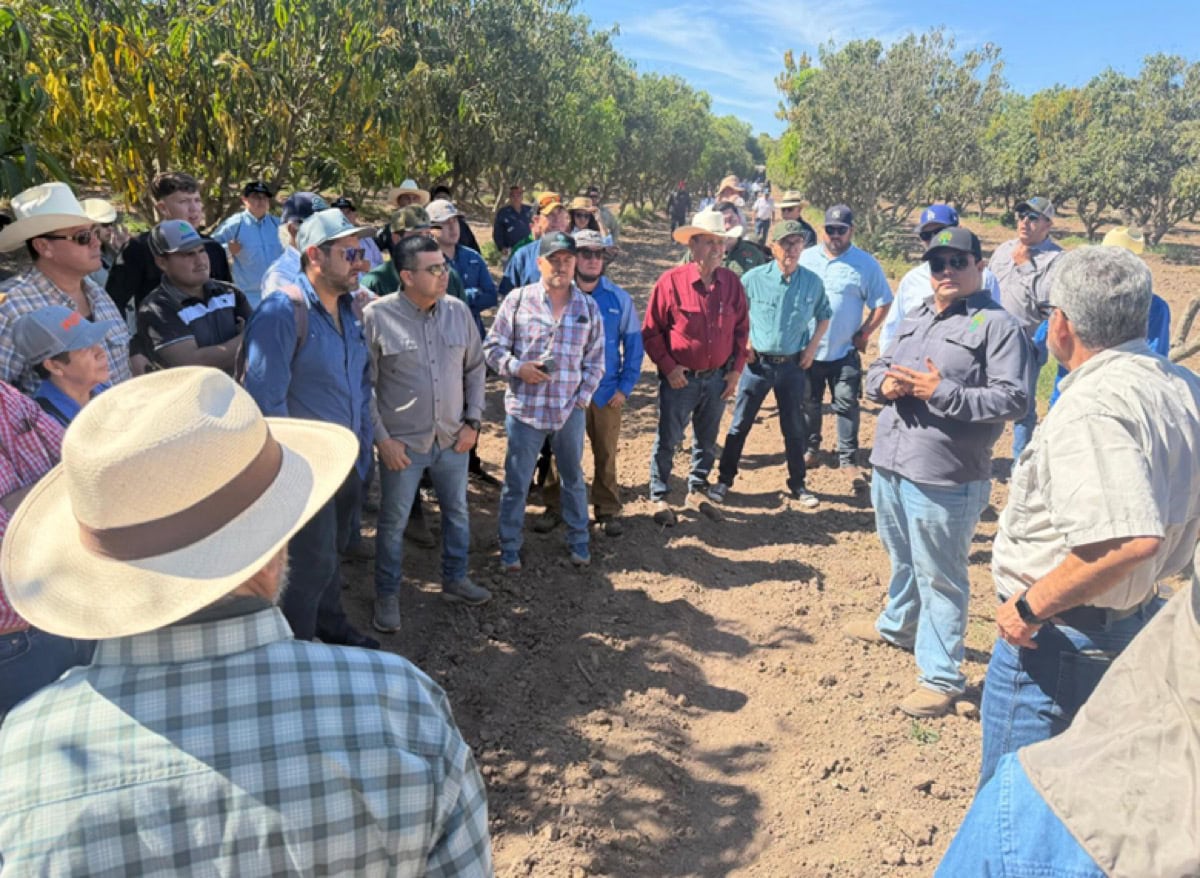 Amplia reunión de productores y expertos en un campo de mango en Los Mochis.