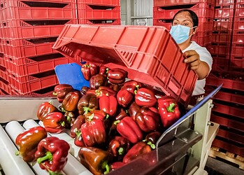 Mujer con mascarilla inspecciona pimientos morrones rojos en un almacén de producción agrícola.
