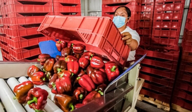 Mujer con mascarilla inspecciona pimientos morrones rojos en un almacén de producción agrícola.