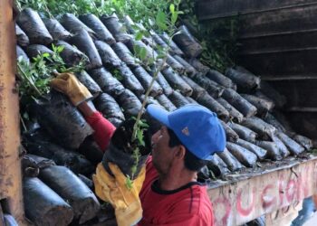 Persona plantando árbol en área de reforestación en Michoacán, México, con árboles y vegetación en el fondo.