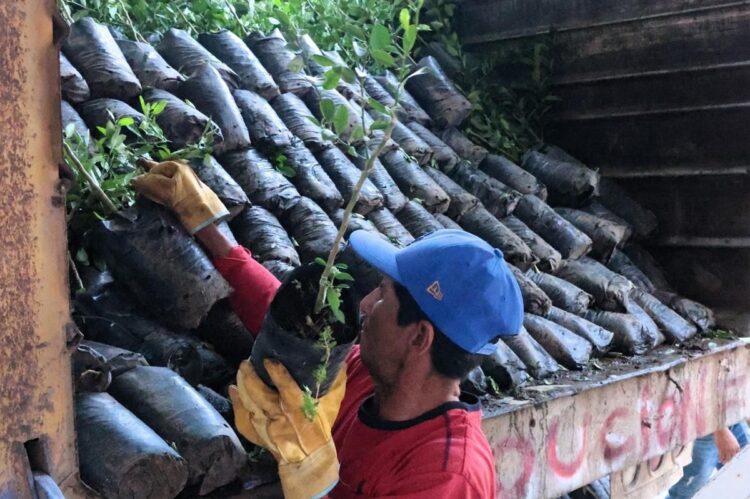 Persona plantando árbol en área de reforestación en Michoacán, México, con árboles y vegetación en el fondo.