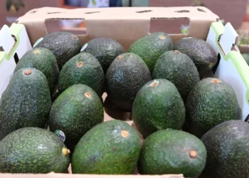 Aguacates verdes en caja de cartón en un mercado de Michoacán, con fondo difuso de otros productos y puestos.