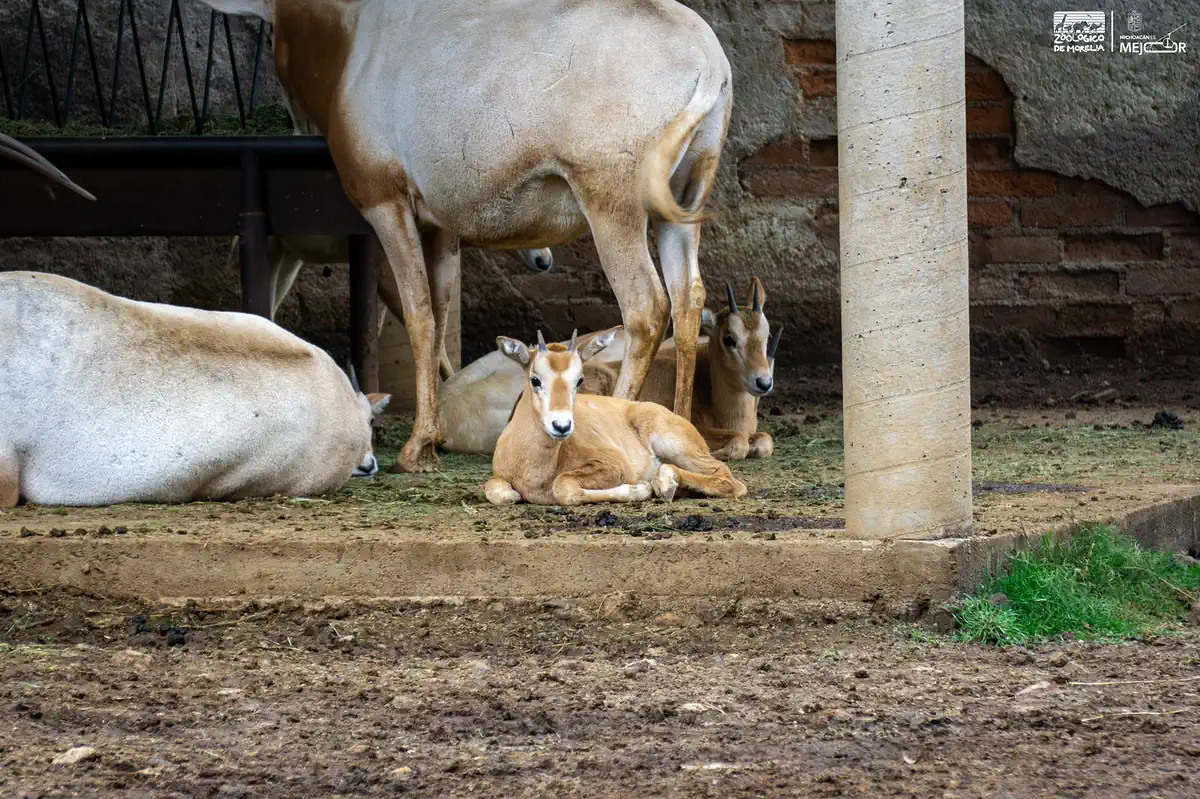 Joven ciervo acostado en el suelo del zoológico de Morelia, con búfalos y antílopes en el fondo.