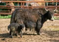 Búfalo adulto con cría en zoológico de Morelia, en un espacio con barro y cerca de una valla de metal.
