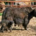 Búfalo adulto con cría en zoológico de Morelia, en un espacio con barro y cerca de una valla de metal.