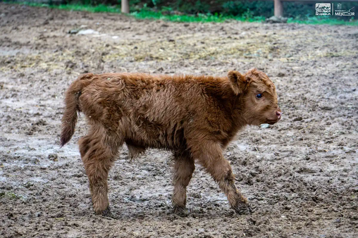 Joven búfalo de pelaje marrón caminando en el zoológico de Morelia.