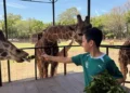 Niño alimenta jirafa en zoológico de Michoacán, disfrutando de un día en contacto con la naturaleza y animales en un entorno.