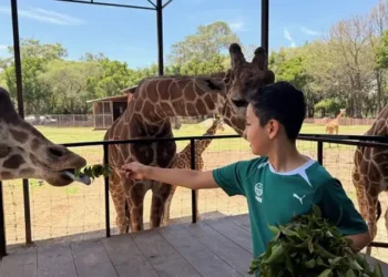 Niño alimenta jirafa en zoológico de Michoacán, disfrutando de un día en contacto con la naturaleza y animales en un entorno.