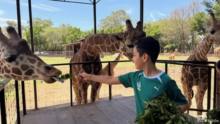 Niño alimenta jirafa en zoológico de Michoacán, disfrutando de un día en contacto con la naturaleza y animales en un entorno.