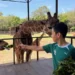 Niño alimenta jirafa en zoológico de Michoacán, disfrutando de un día en contacto con la naturaleza y animales en un entorno.