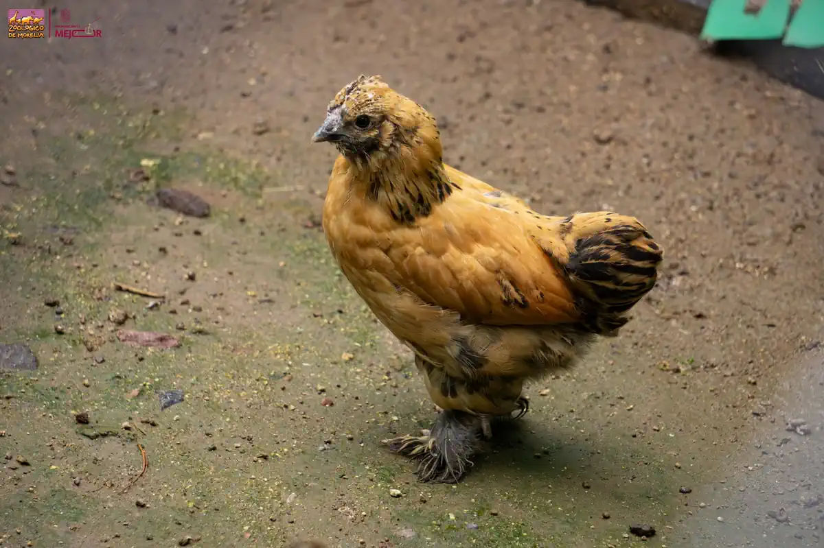 Polluelo de ave exótica con plumas marrones y negras en suelo de tierra en zoológico de Michoacán.