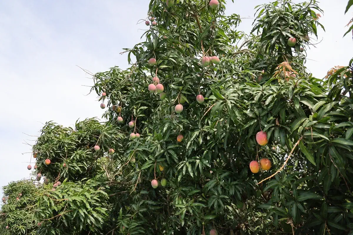 Árbol de duraznos con frutos maduros en un huerto de Michoacán, México.