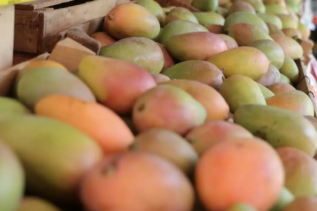 Mangos frescos y maduros en un puesto de mercado en Michoacán, listos para la venta y consumo.