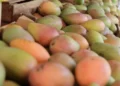 Mangos frescos y maduros en un puesto de mercado en Michoacán, listos para la venta y consumo.