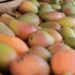 Mangos frescos y maduros en un puesto de mercado en Michoacán, listos para la venta y consumo.