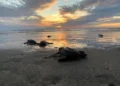 Tortugas marinas en la playa durante el atardecer, con el sol ocultándose en el horizonte y el reflejo en el agua.