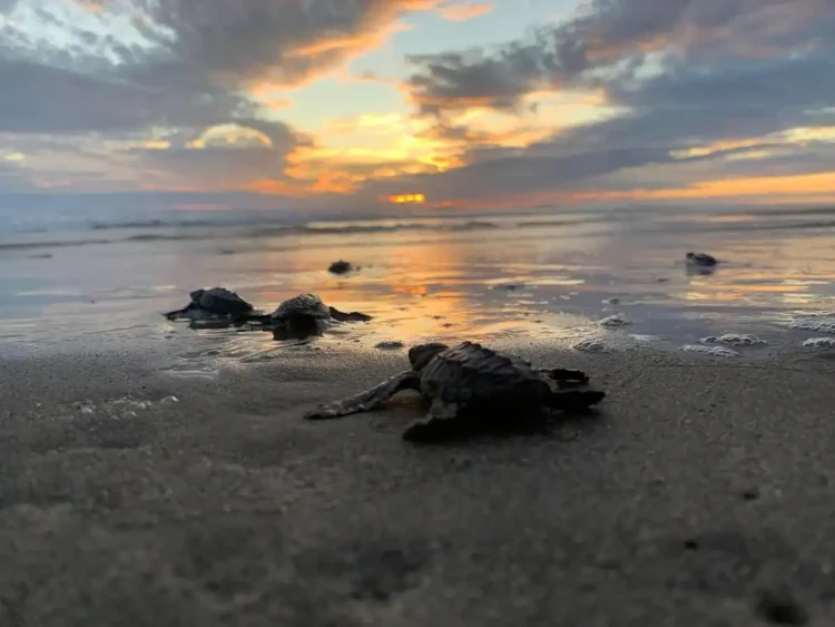 Tortugas marinas en la playa durante el atardecer, con el sol ocultándose en el horizonte y el reflejo en el agua.