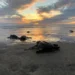 Tortugas marinas en la playa durante el atardecer, con el sol ocultándose en el horizonte y el reflejo en el agua.