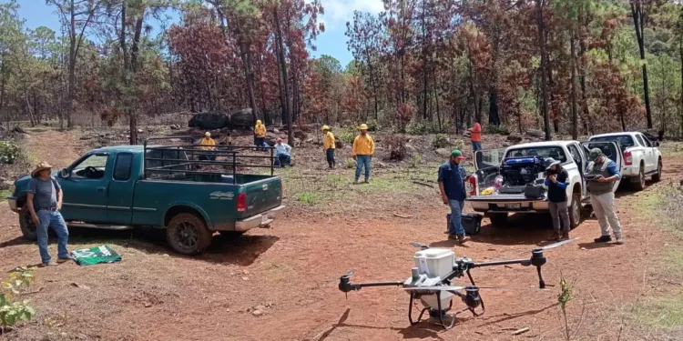Drones sobre campo de tierra con vehículos y personas en Michoacán durante siembra de semillas.