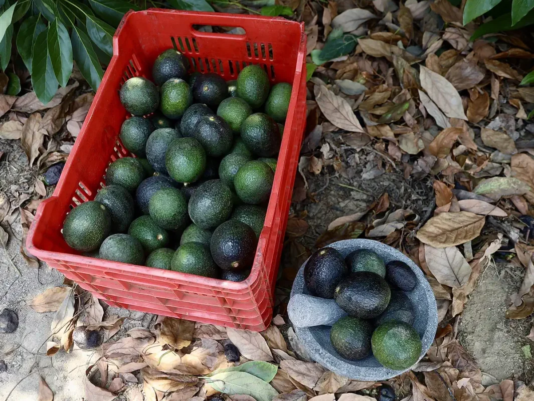 Aguacates verdes y oscuros en cesta y plato en suelo con hojas secas.