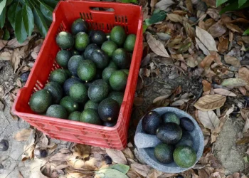 Aguacates verdes y oscuros en cesta y plato en suelo con hojas secas.