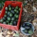 Aguacates verdes y oscuros en cesta y plato en suelo con hojas secas.