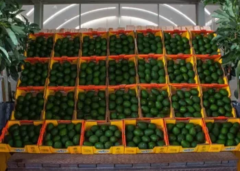 Cajas llenas de aguacates verdes en un almacén de Michoacán, listos para exportación a Estados Unidos.