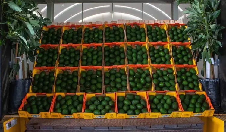 Cajas llenas de aguacates verdes en un almacén de Michoacán, listos para exportación a Estados Unidos.