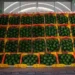 Cajas llenas de aguacates verdes en un almacén de Michoacán, listos para exportación a Estados Unidos.