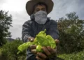 Agricultor muestra pimientos verdes en campo agrícola con árboles y cielo nublado de fondo.