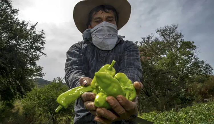 Agricultor muestra pimientos verdes en campo agrícola con árboles y cielo nublado de fondo.